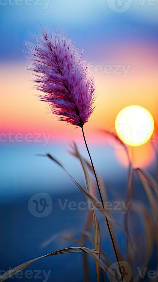flowers focus sunset tranquility grace landscape zen harmony calmness unity harmony photography photo