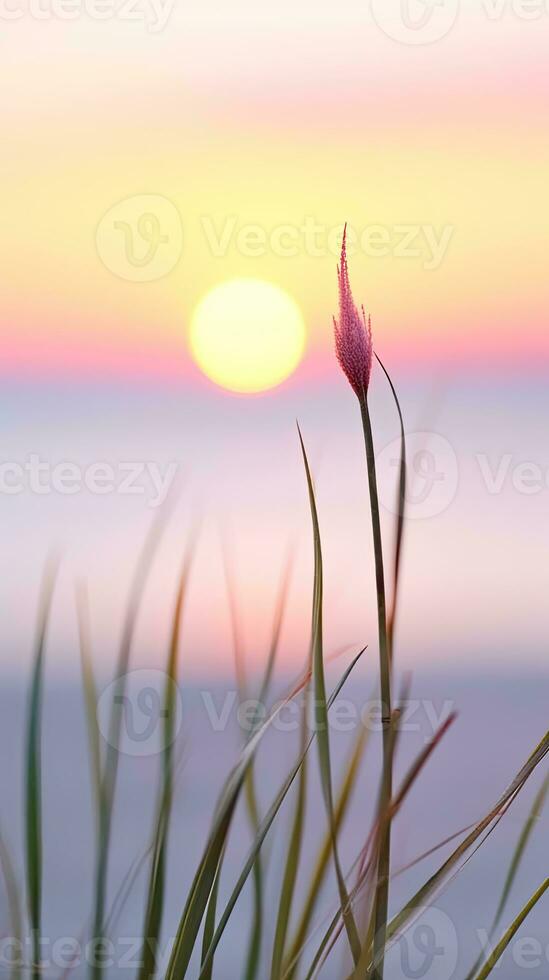 flowers focus sunset tranquility grace landscape zen harmony calmness unity harmony photography photo
