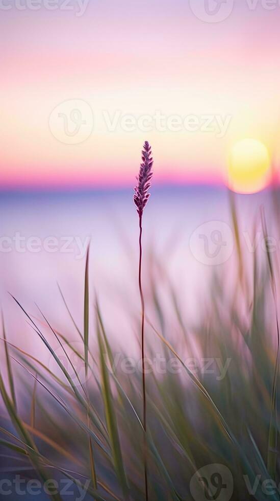 flowers focus sunset tranquility grace landscape zen harmony calmness unity harmony photography photo