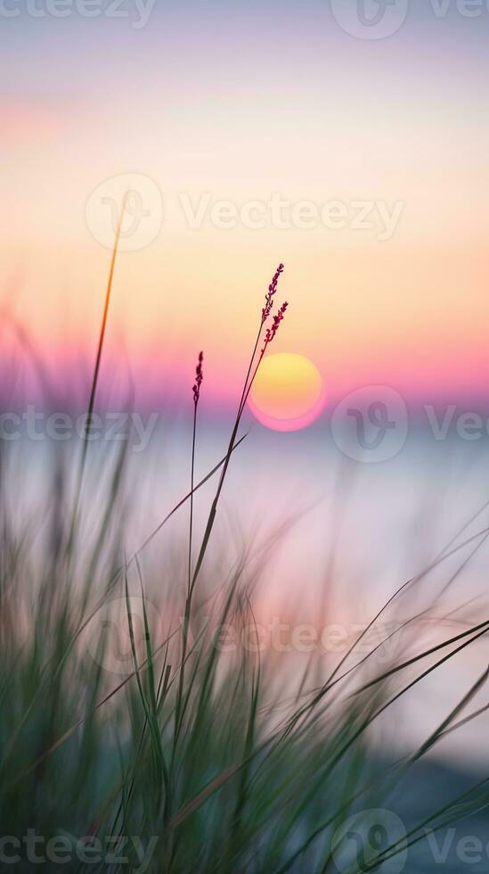 flowers focus sunset tranquility grace landscape zen harmony calmness unity harmony photography photo