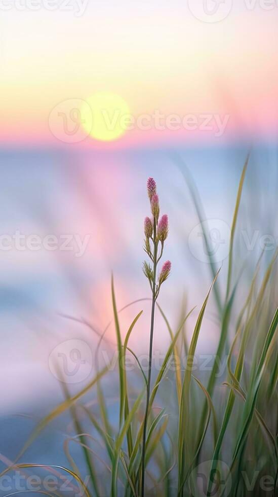 flowers focus sunset tranquility grace landscape zen harmony calmness unity harmony photography photo