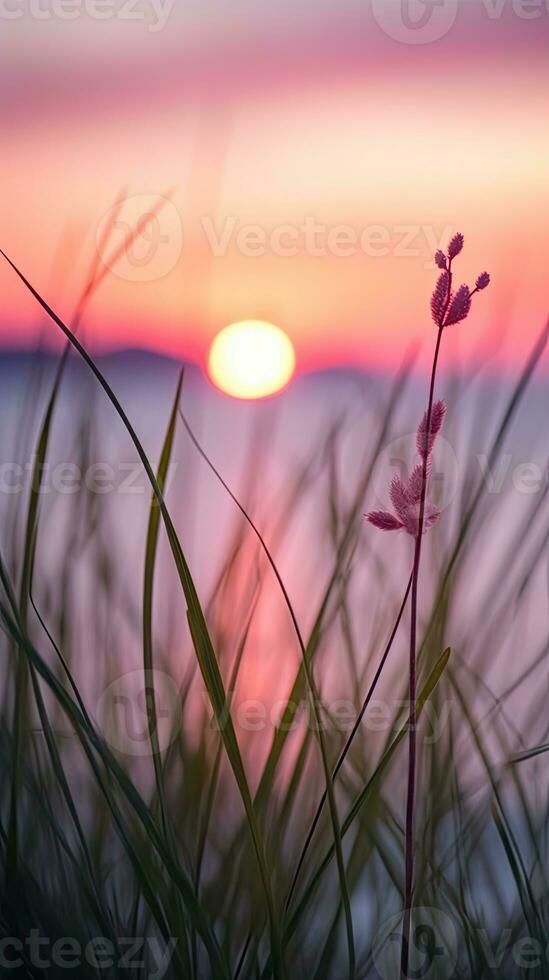 flowers focus sunset tranquility grace landscape zen harmony calmness unity harmony photography photo
