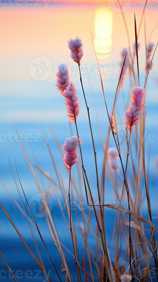 flowers focus sunset tranquility grace landscape zen harmony calmness unity harmony photography photo