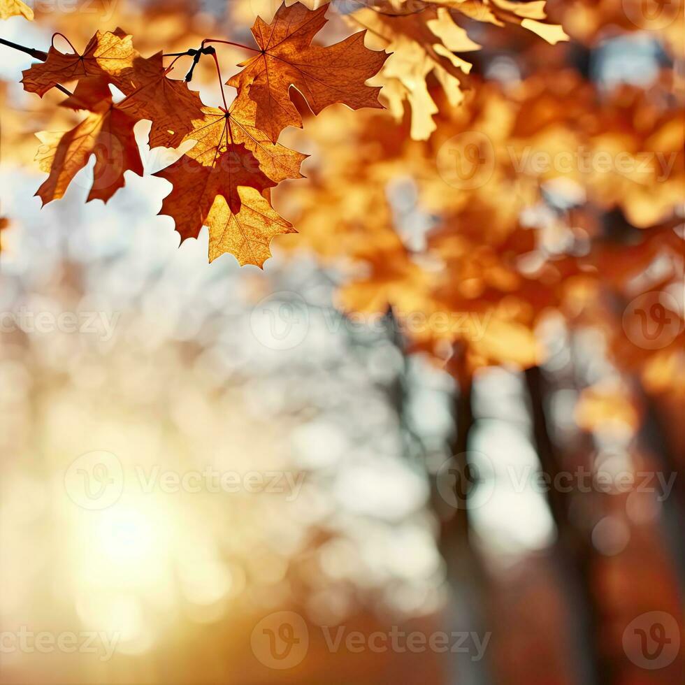 maple leaves gold tranquility grace landscape zen harmony rest calmness unity harmony photography photo