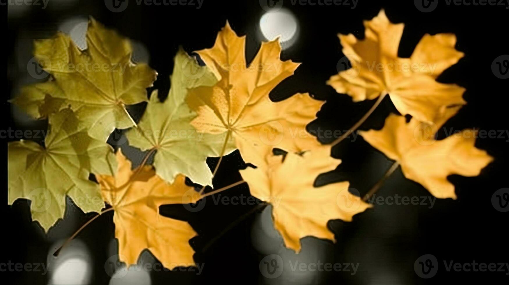 maple leaves gold tranquility grace landscape zen harmony rest calmness unity harmony photography photo