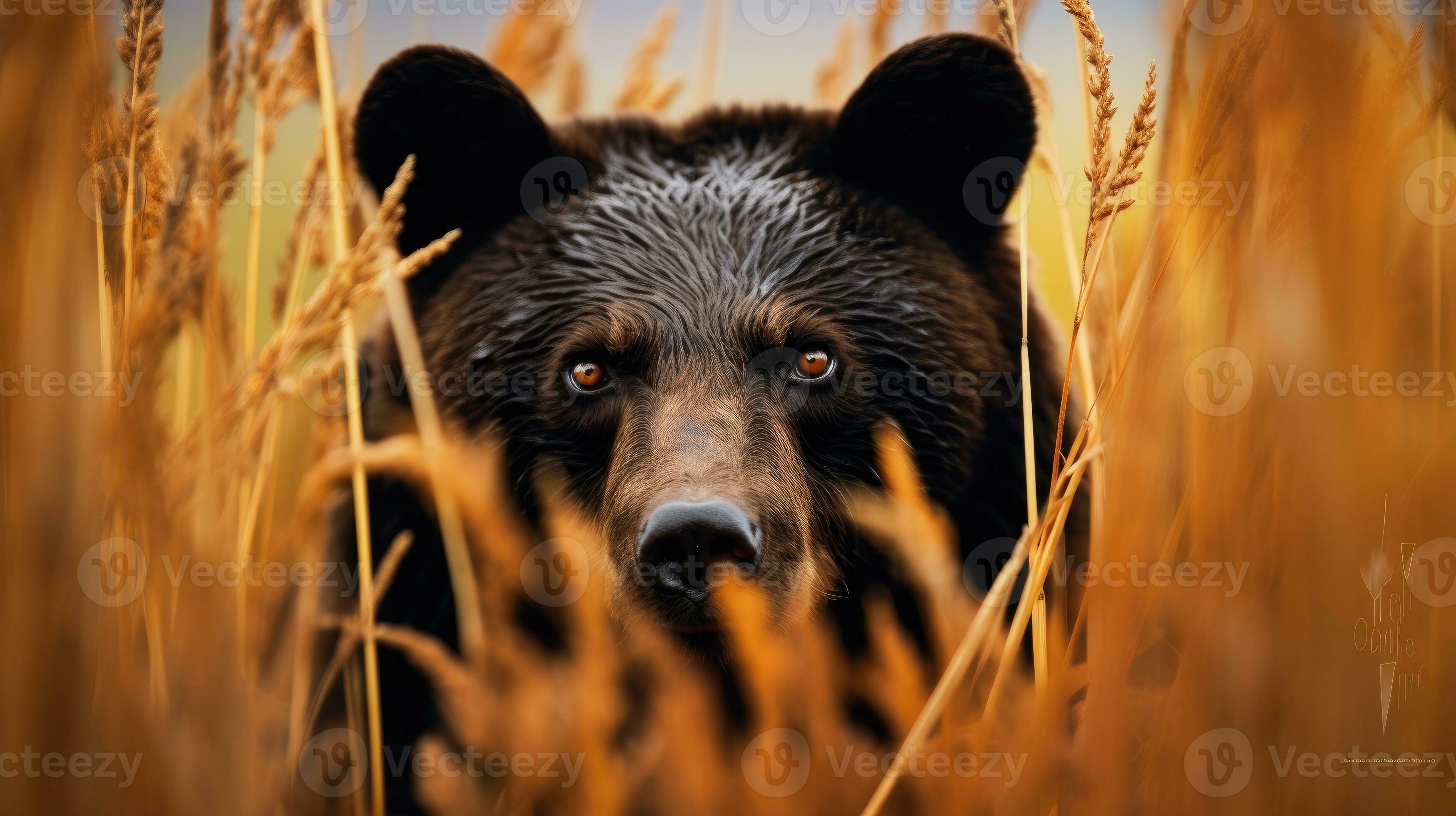 bear grizzly hidden predator photography national geographic style 35mm  documentary wallpaper 30030160 Stock Photo at Vecteezy