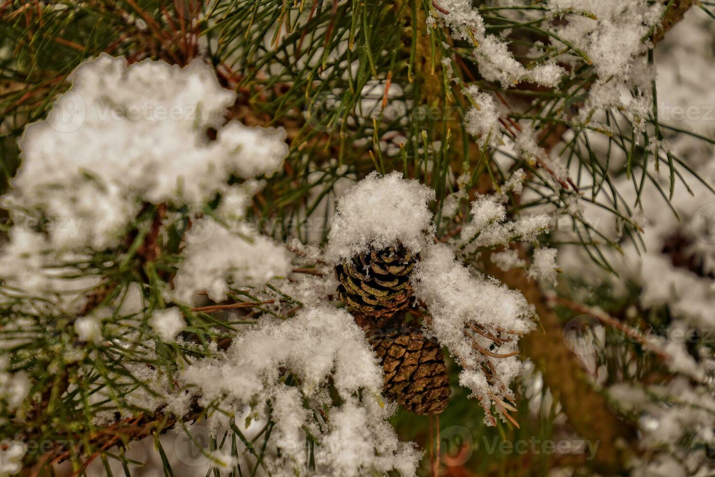 snow-covered twig of coniferous tree with shadows photo
