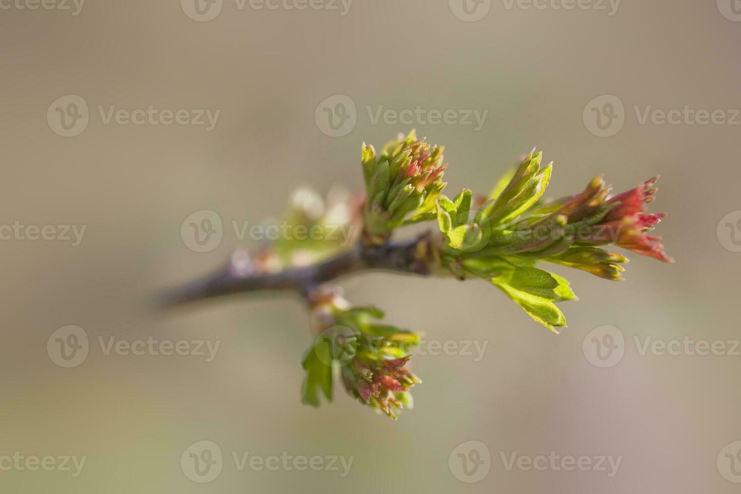 small delicate first spring bud on a tree branch photo
