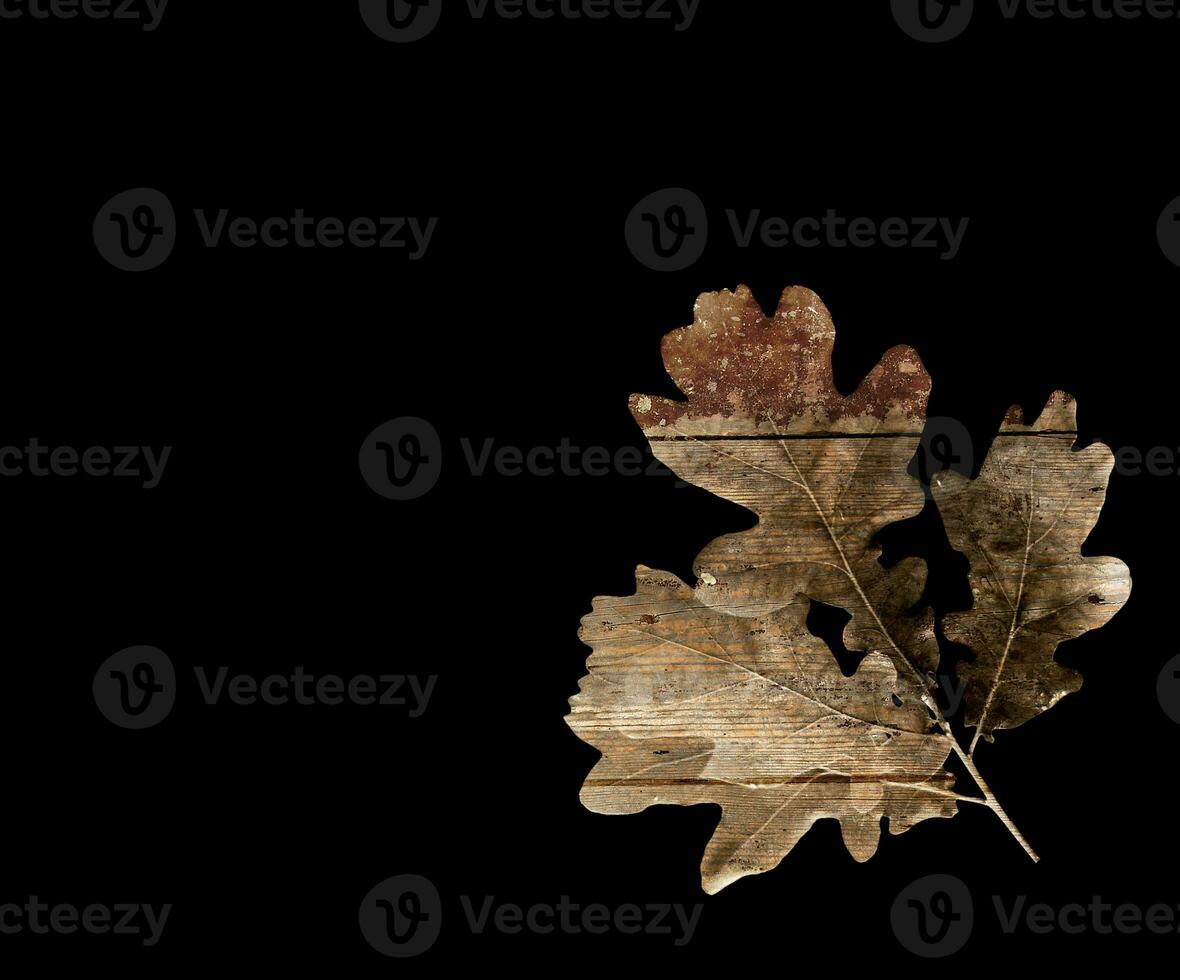 oak leaf on black photo