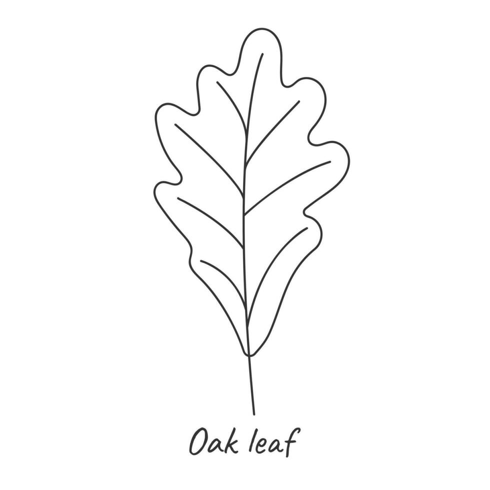 Oak leaf outline. Vector illustration.