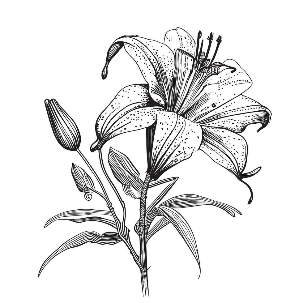 Lily flowers sketch hand drawn in doodle style Vector illustration