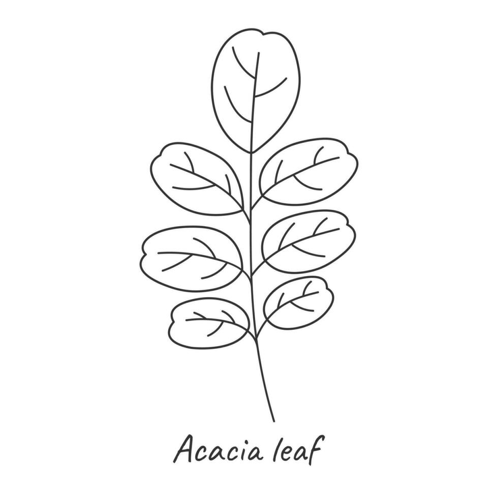 Acacia leaf outline. Vector illustration.