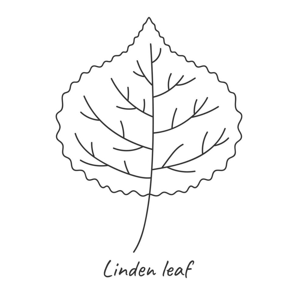 Linden leaf outline. Vector illustration.