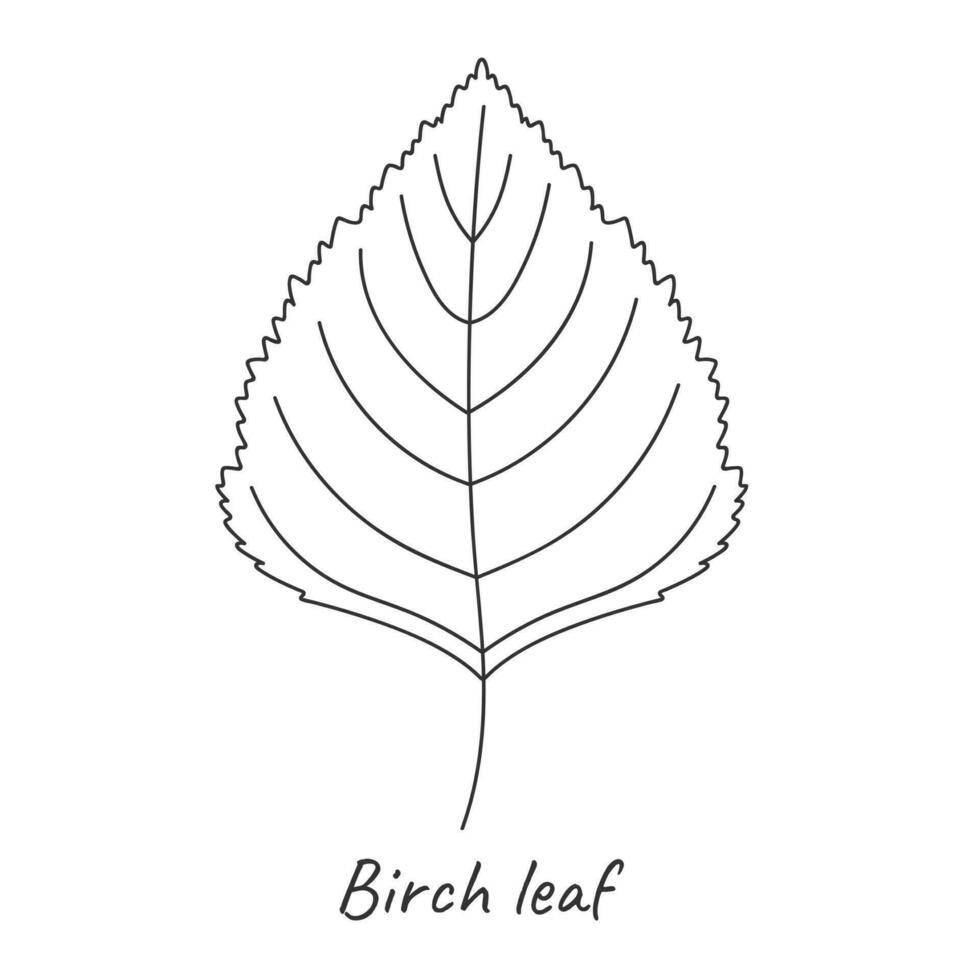 Birch leaf outline. Vector illustration.