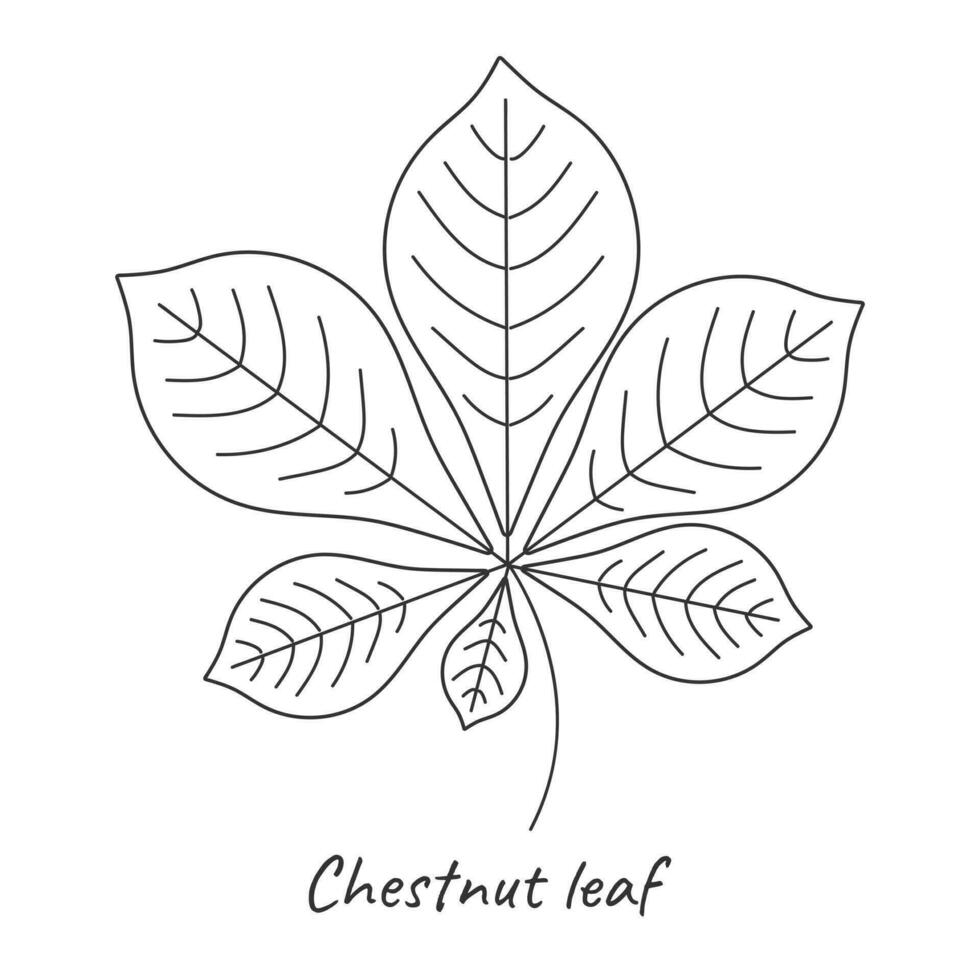 Chestnut leaf outline. Vector illustration.