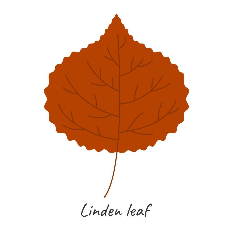 Autumn linden leaf. Vector illustration.