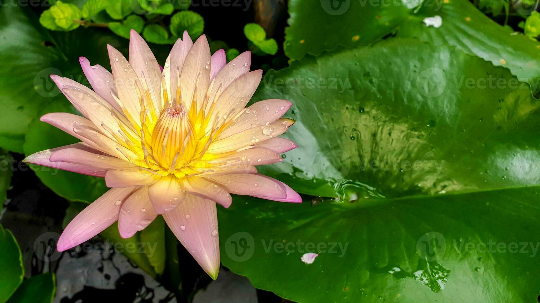 Closeup a beautiful pink lotus flower blooming in a garden with water droplets on blurred lotus leaf background. photo