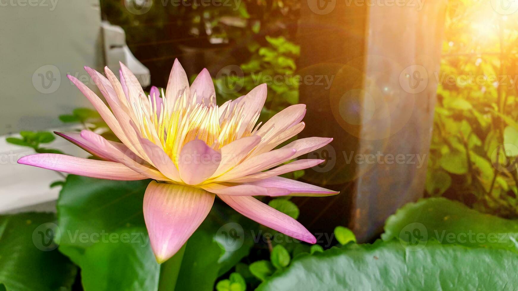 Closeup a beautiful pink lotus flower blooming in a garden with sun and lens flare background. photo