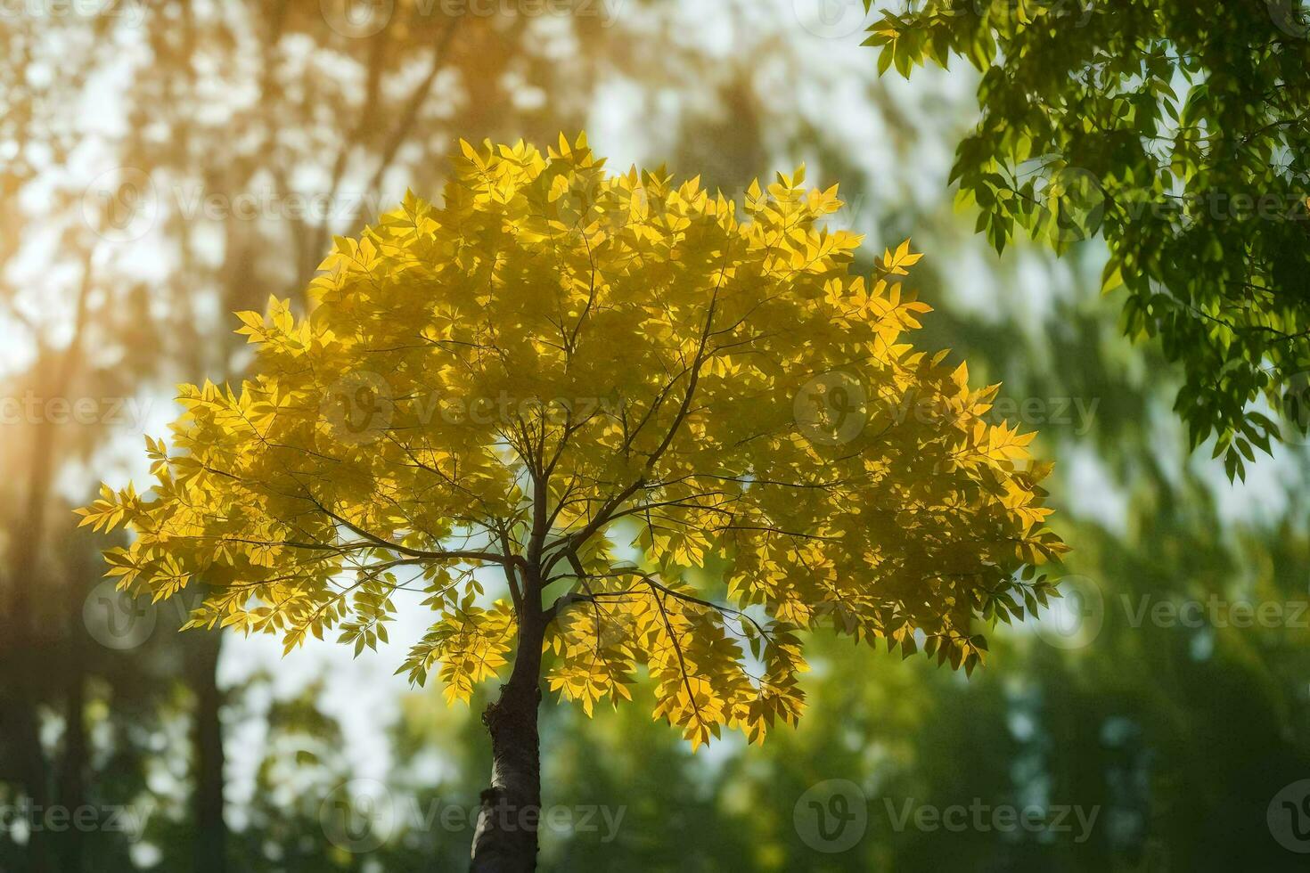 un árbol con amarillo hojas en el Dom. generado por ai foto