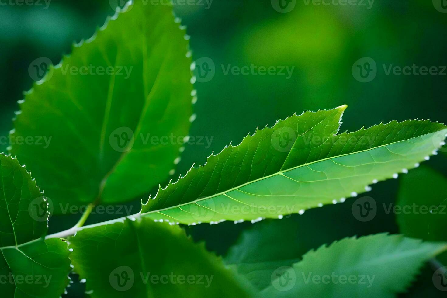 a close up of a green leaf with water droplets. AI-Generated photo