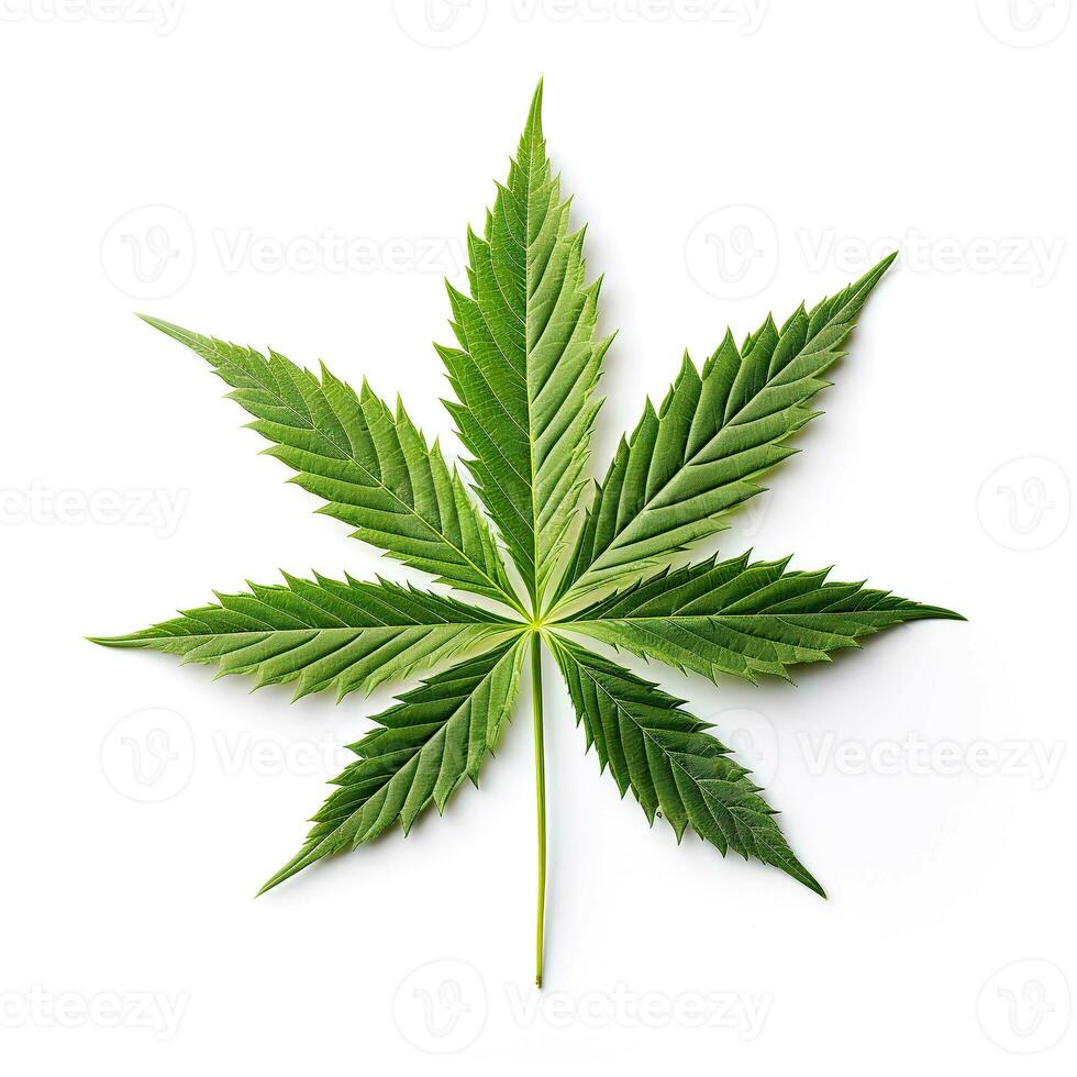 Marijuana leaf close - up. Isolated on white. Graphic design element for web, prints, t-shirts. AI-Generated photo