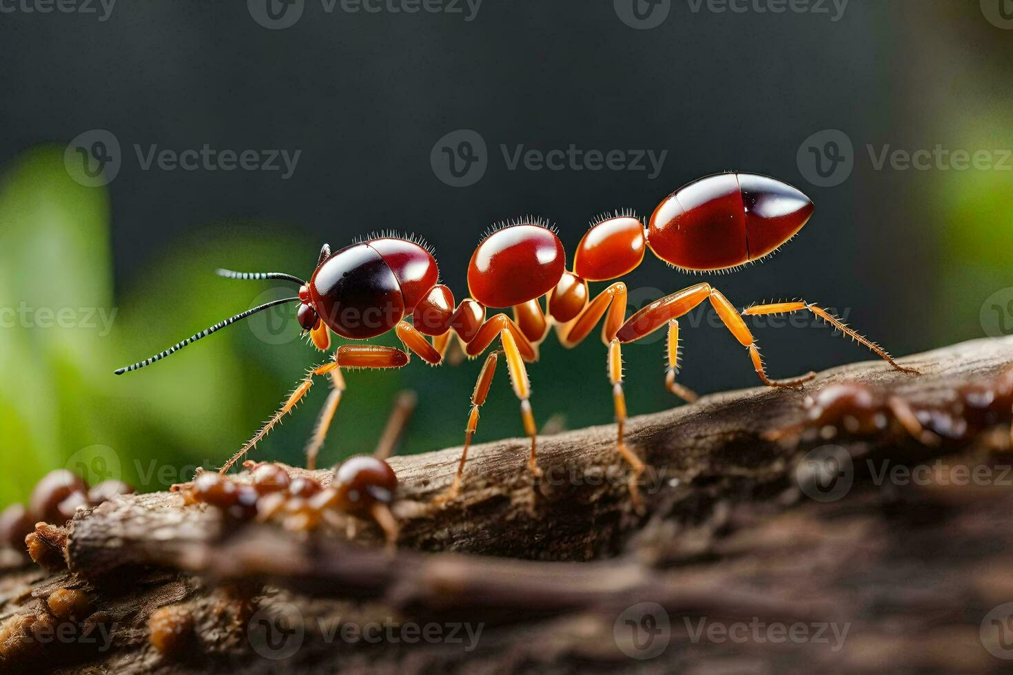 un rojo hormiga caminando en un rama. generado por ai foto