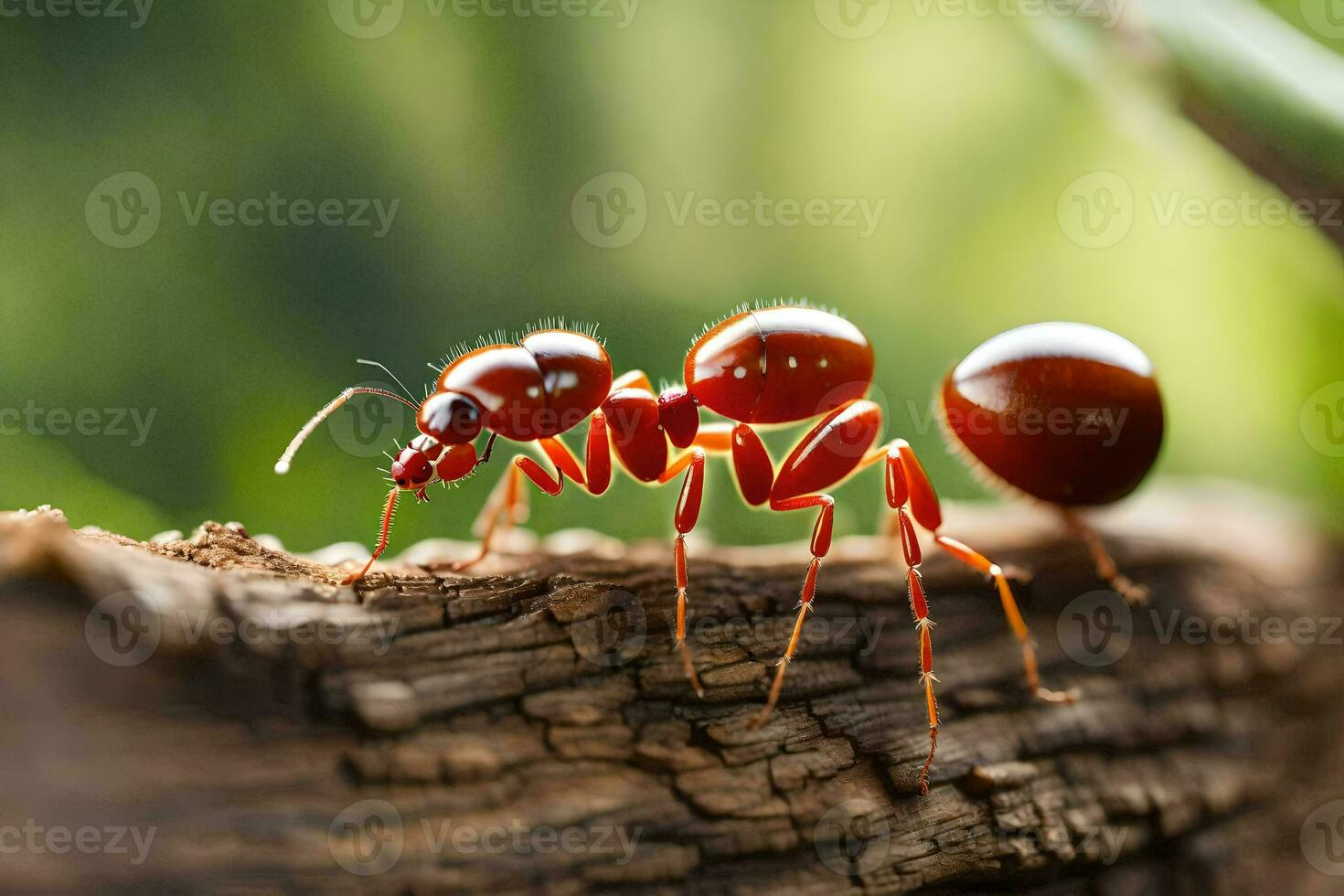 a red ant walking on a log. AI-Generated photo