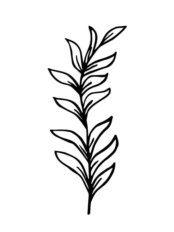 Leaf, herbs grass hand drawn doodle sketch. Vector illustration single of cartoon botanical plant. Isolated on white background.