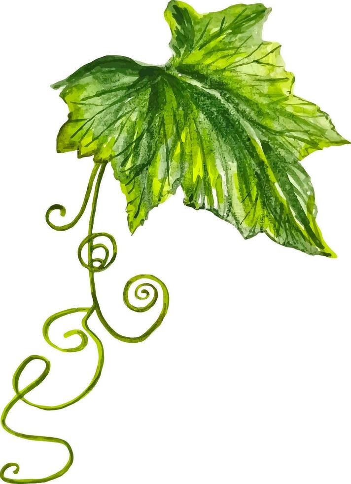 Watercolor green leaf with tendrils of pumpkin harvest hand drawn clipart vector