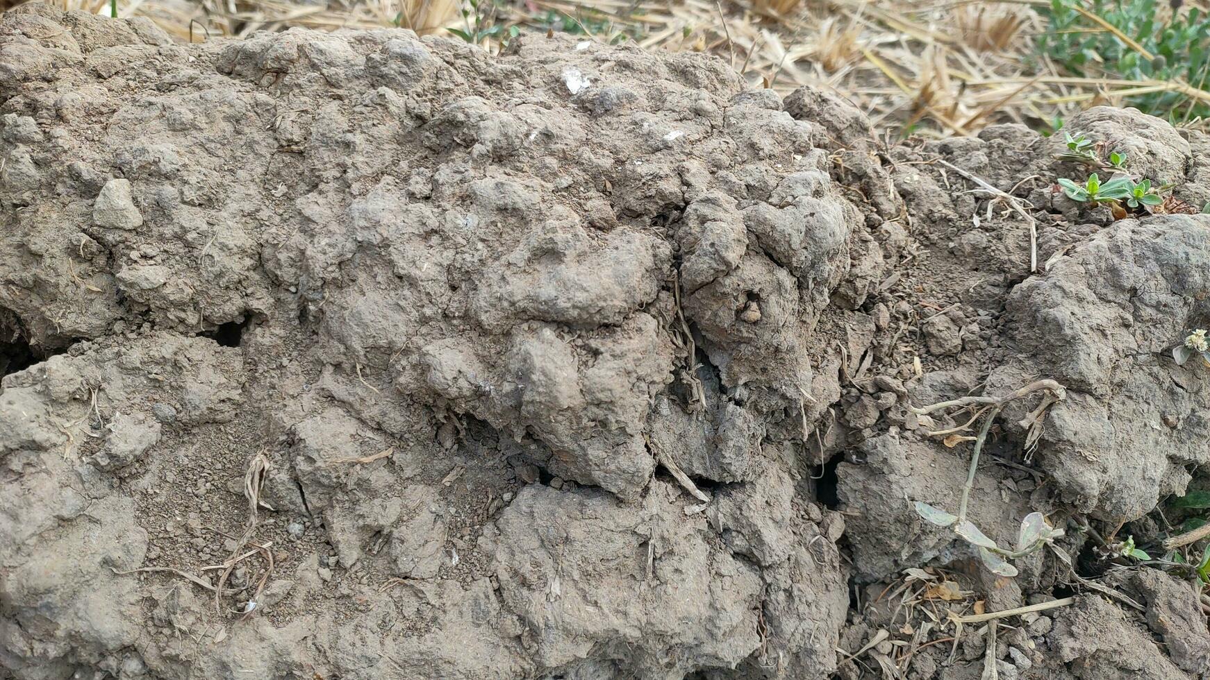 A patch of cracked dry soil in a Magelang crop field, the effects of the long dry season. Plants die from drought photo