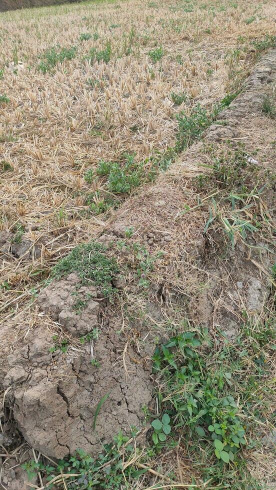 A patch of cracked dry soil in a Magelang crop field, the effects of the long dry season. Plants die from drought photo