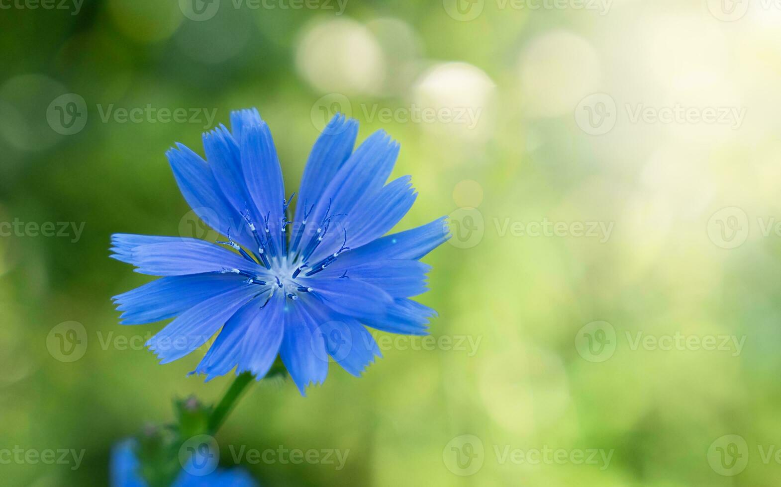 Single of blue flower with blurred green background with beautiful bokeh. Close-up. Selective focus. photo