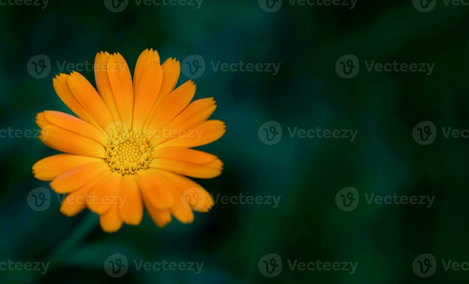 Single of orange calendula flower on a dark green background. Close-up. Copy space. Selective focus. photo