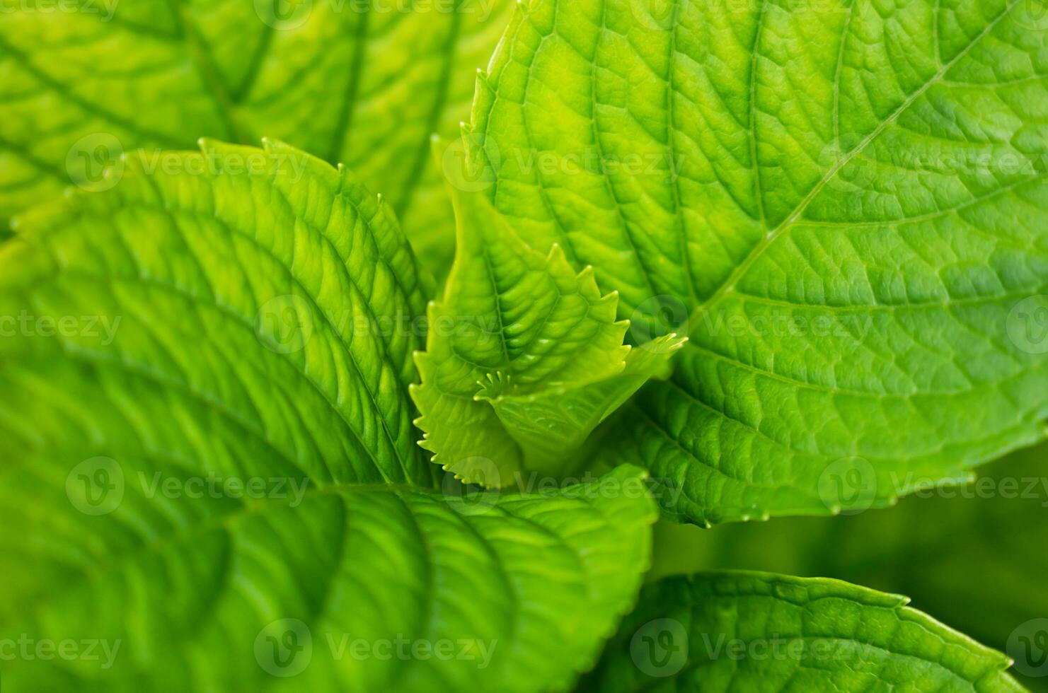 Natural green leaves plants. Natural background. Wallpaper. Close-up. Selective focus. photo