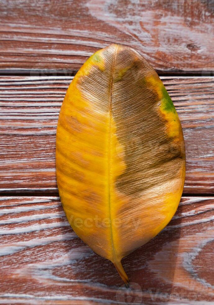 caído amarillo ficus hoja en un de madera antecedentes. incorrecto cuidado de ficus a hogar. parte superior vista. de cerca. foto