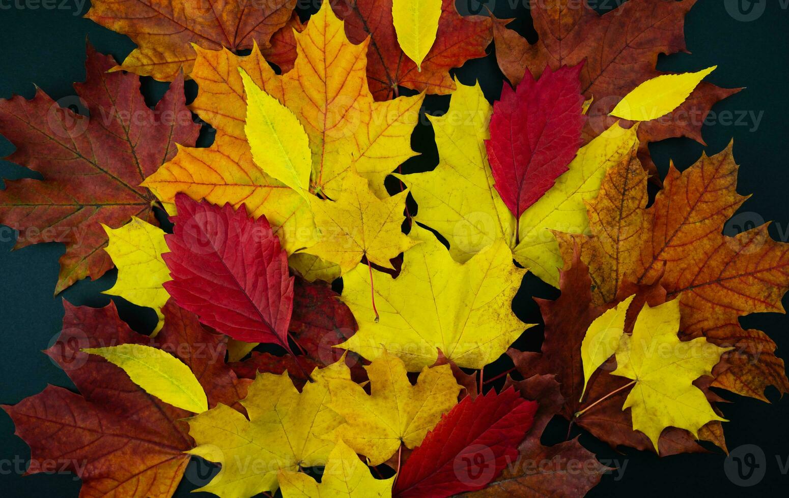 Multicolored autumn leaves on the black background. Autumn background. Flatlay. Top view. Selective focus. photo