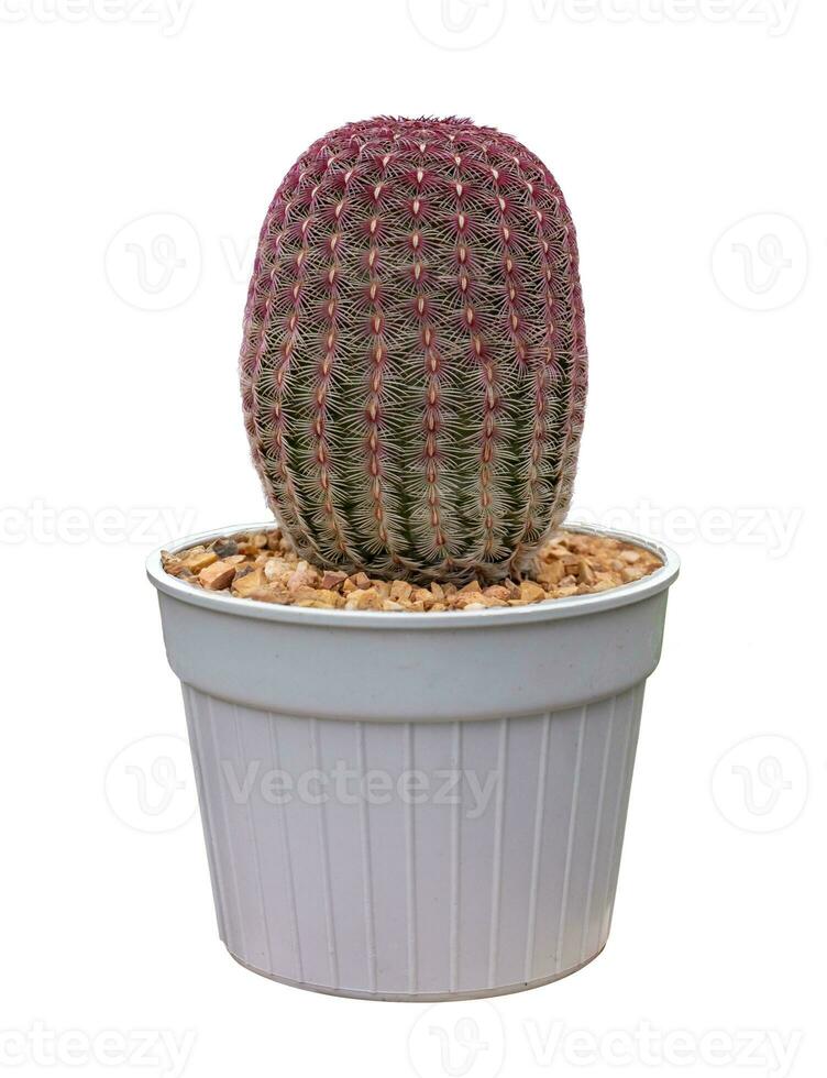 Echinocereus rigidissimus Arizona rainbow miniature cactus or houseplant in pot isolated on white back ground for the small garden and drought tolerant plant usage photo