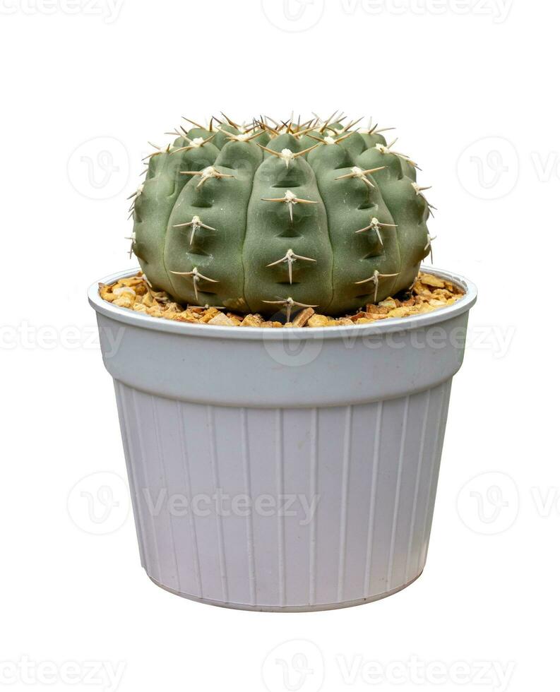 Cactus Gymnocalycium vatteri hybrid with flower blooming in pot isolated on the white background usage photo