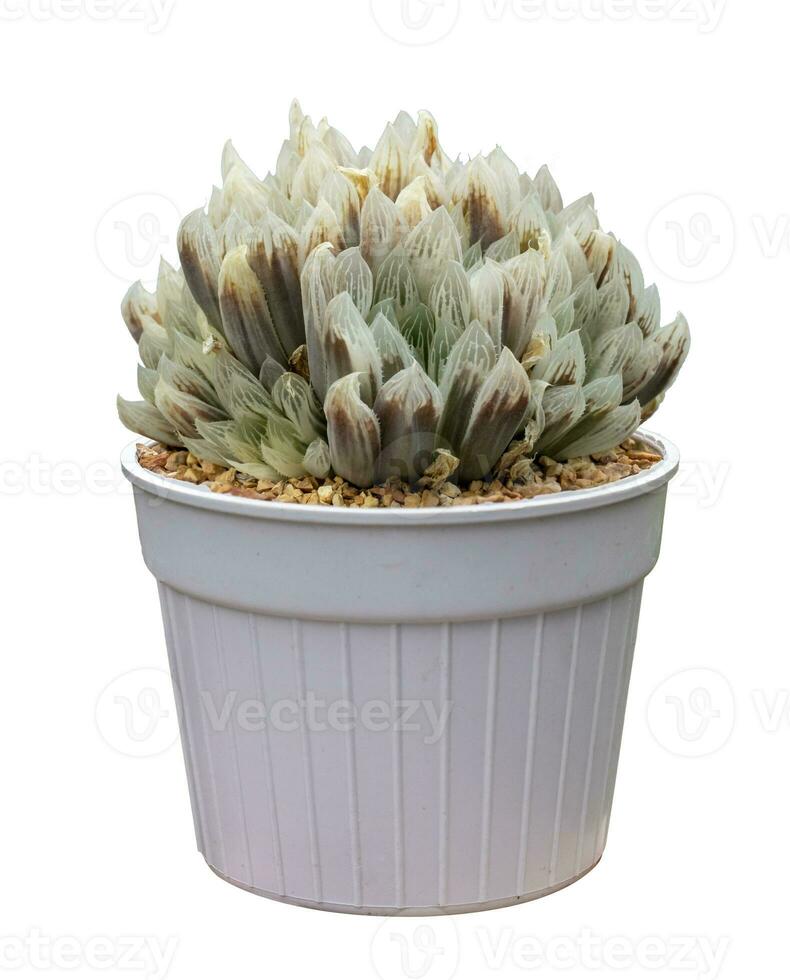 Miniature haworthia Shirafu obtusa cactus houseplant in the pot isolated on white background for the small succulent garden and drought tolerant plant photo