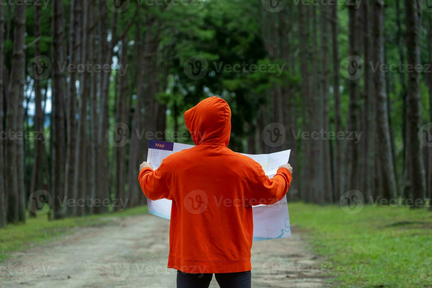 Traveller is looking at the map for direction while exploring wildlife in the pine forest for surveying and discovering the rare biological diversity and ecologist on the field study and outdoor photo