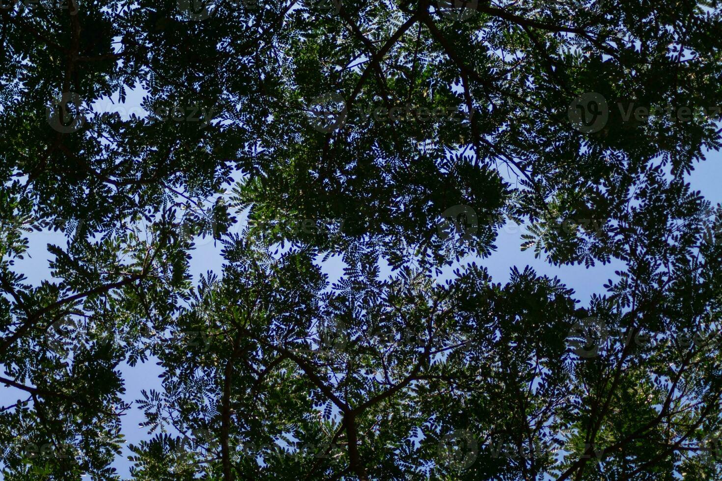 silhouettes of branches and leaves of tall trees within  forest are contrasted against backdrop of bright blue sky. background features many silhouettes of leaves against sky with space for text. photo