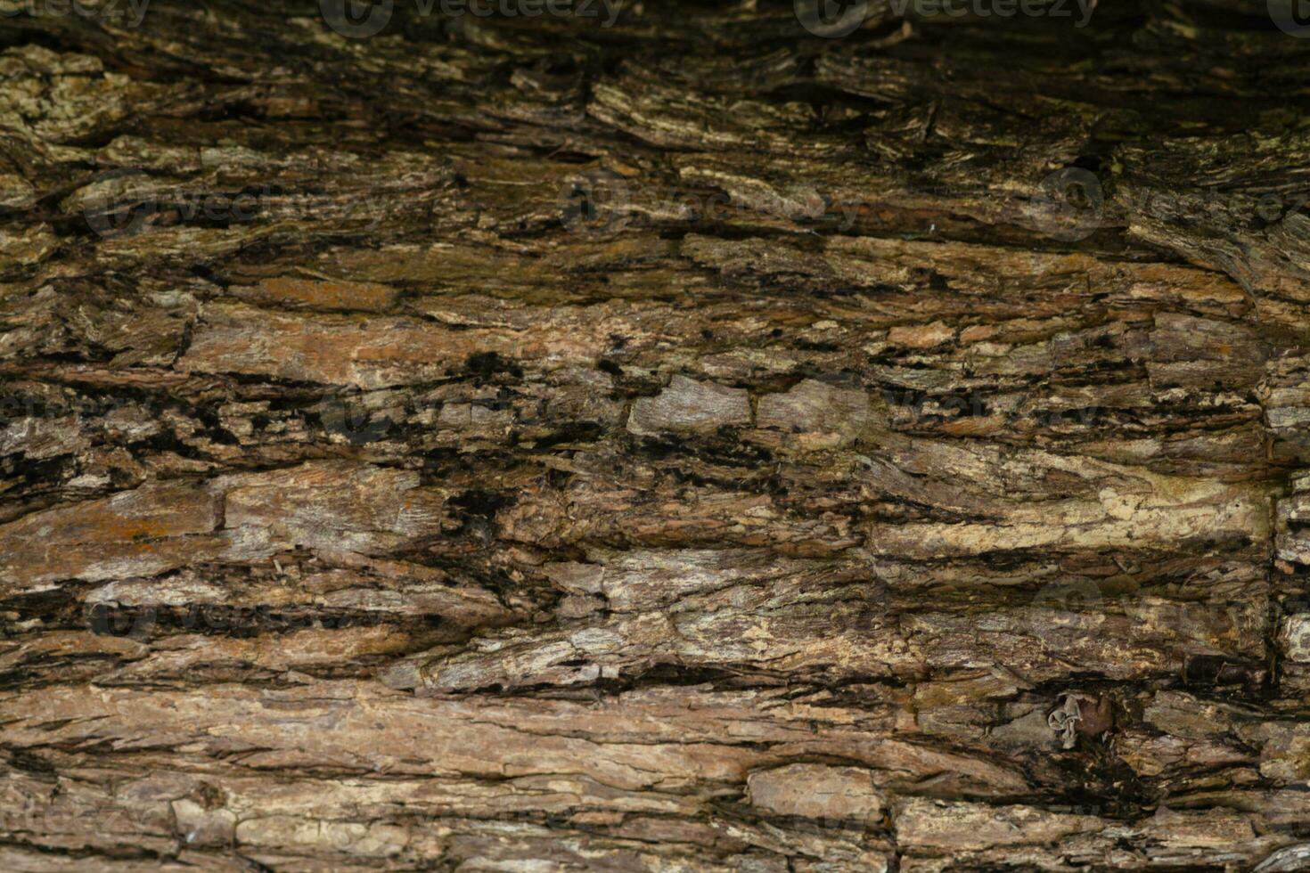 The background of bark with cracks as the trees grow each year is a beautiful and colorful background suitable for designing natural products and has copy space for advertising text. photo