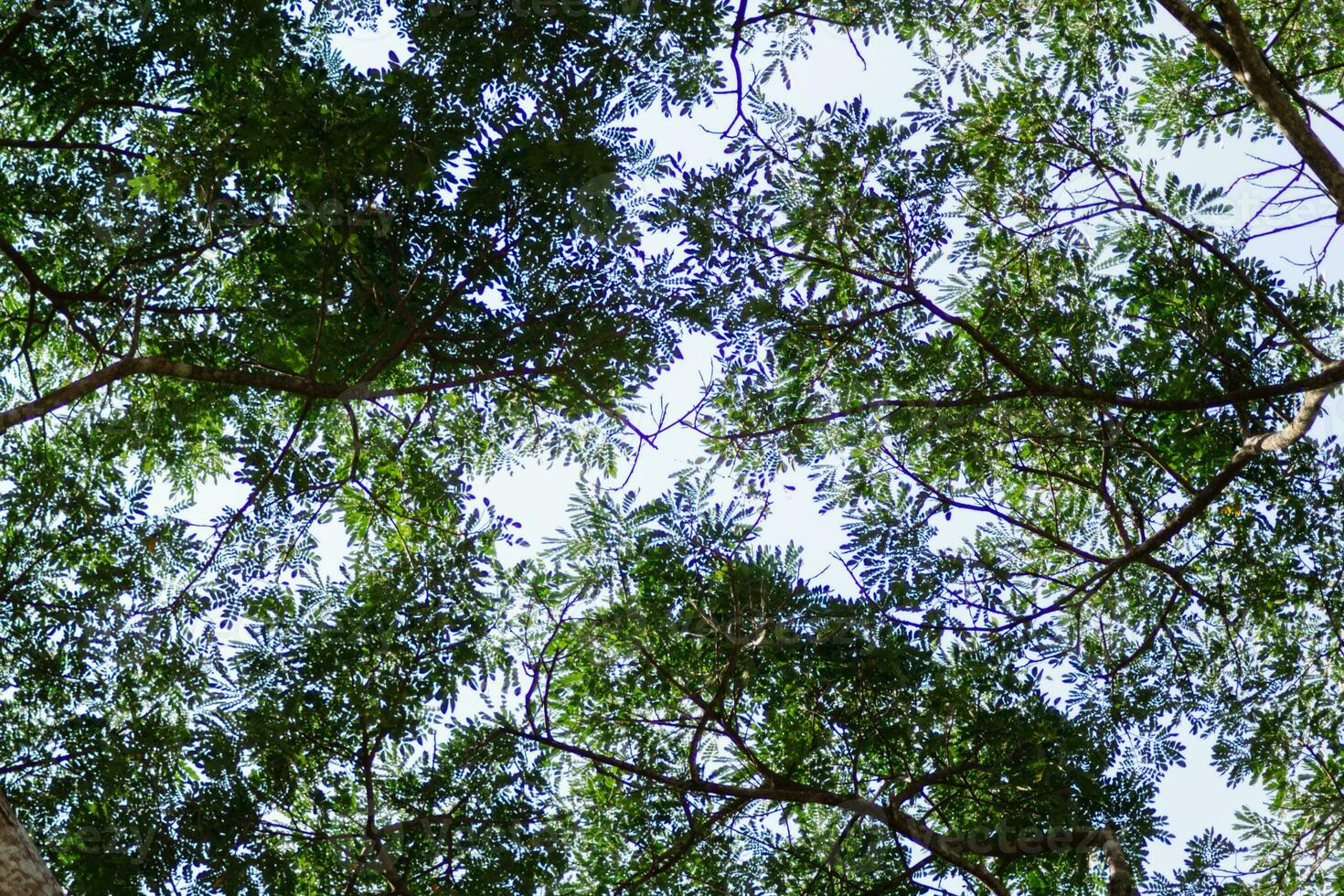 silhouettes of branches and leaves of tall trees within  forest are contrasted against backdrop of bright blue sky. background features many silhouettes of leaves against sky with space for text. photo