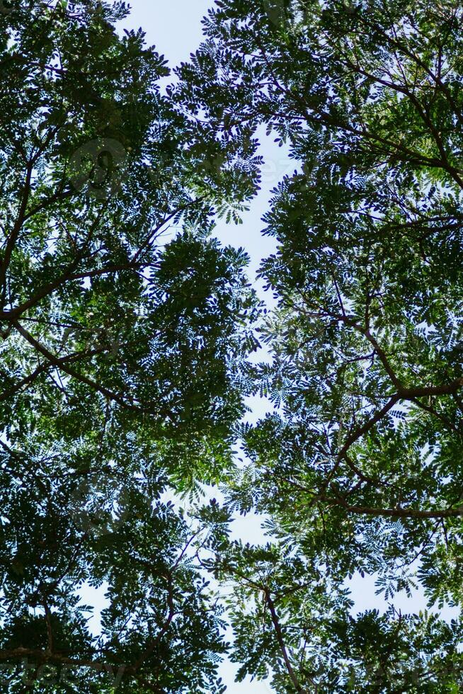 silhouettes of branches and leaves of tall trees within  forest are contrasted against backdrop of bright blue sky. background features many silhouettes of leaves against sky with space for text. photo