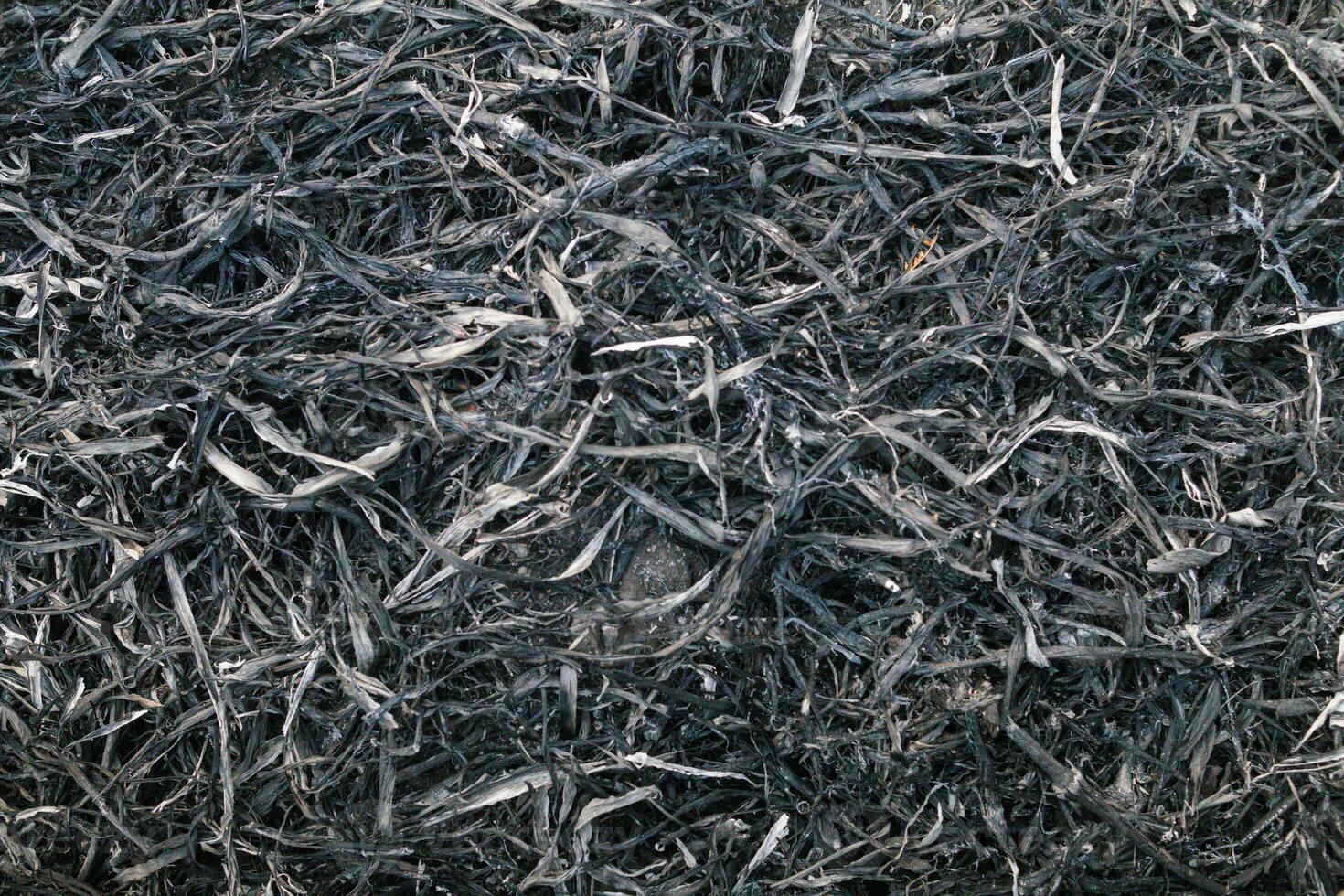 background of grass field that has been burnt to black ash and has black ash pattern on natural looking background with Copy Space for text. Black background of burnt grass with Copy Space photo