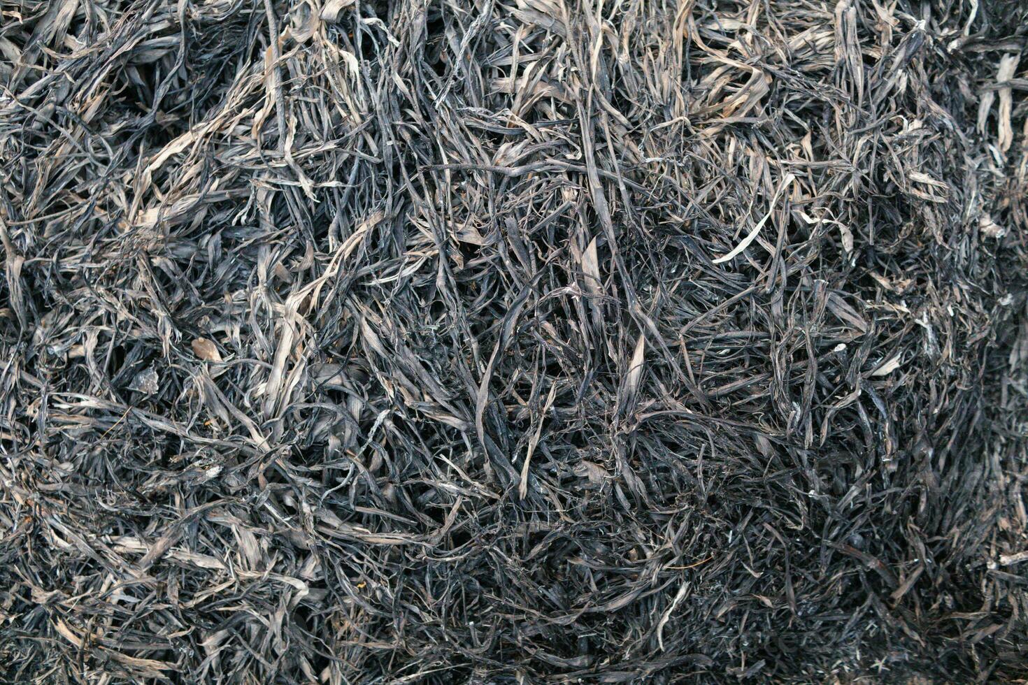 background of grass field that has been burnt to black ash and has black ash pattern on natural looking background with Copy Space for text. Black background of burnt grass with Copy Space photo