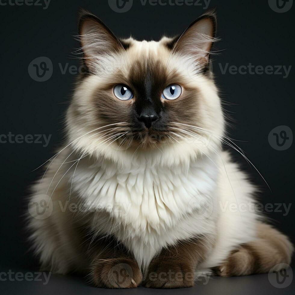 a Siamese cat on a white background photo