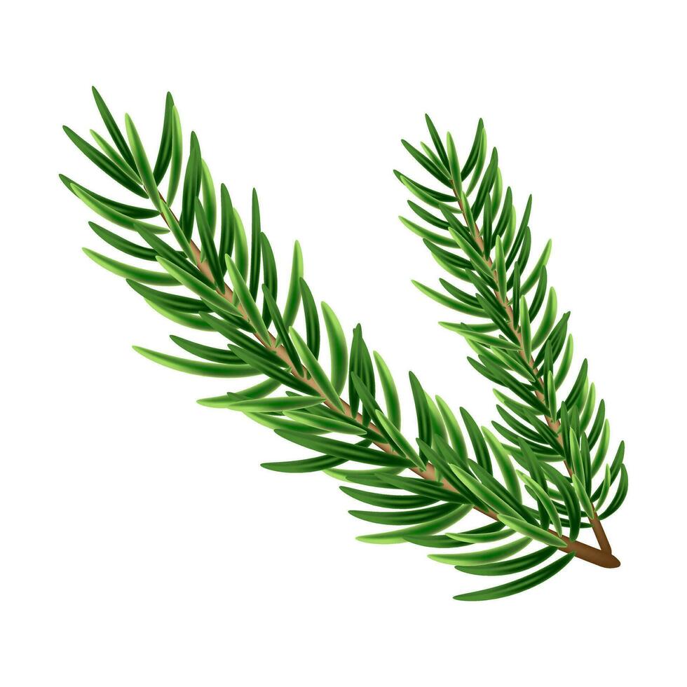 Vector fir branches. Green spruce branch. Isolated on white illustration