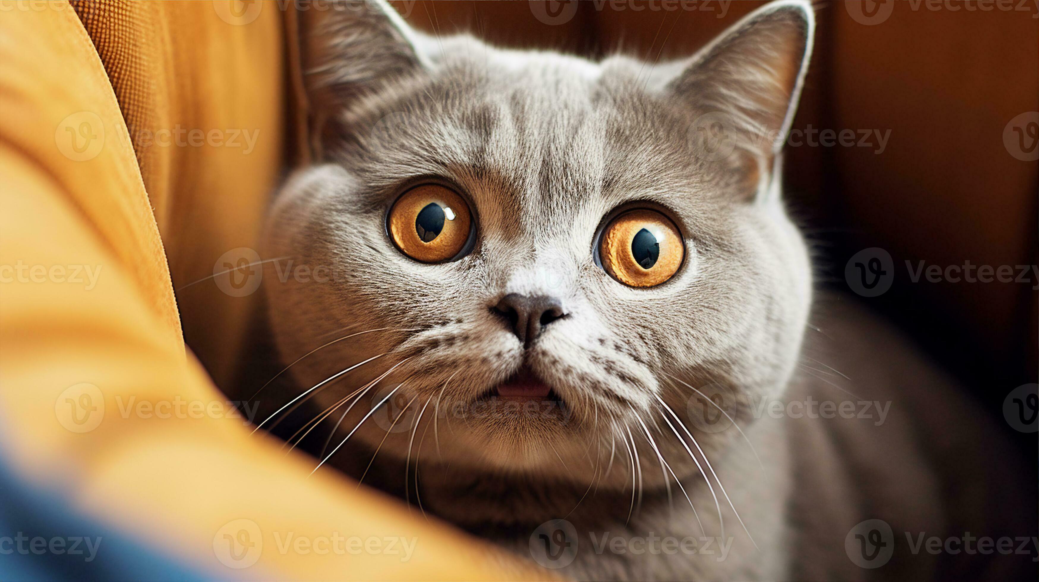 British shorthair face 2025