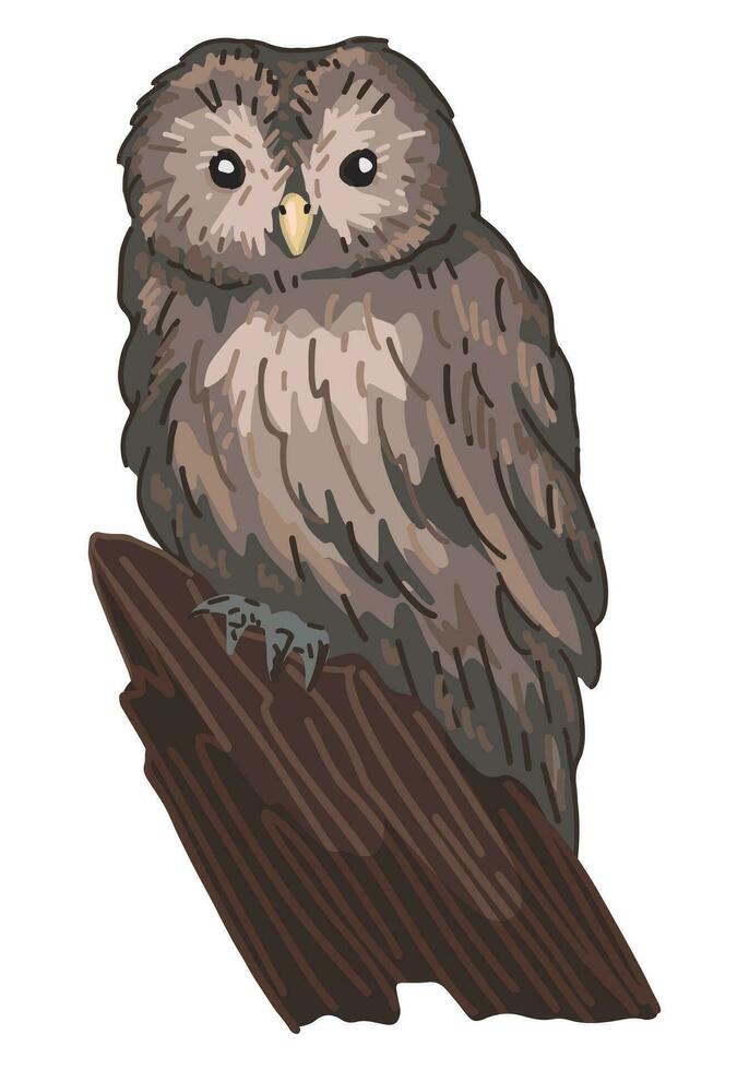 Tawny owl clipart in cartoon style. Realistic colored drawing of nocturnal bird wild animal. Vector illustration isolated on white background.